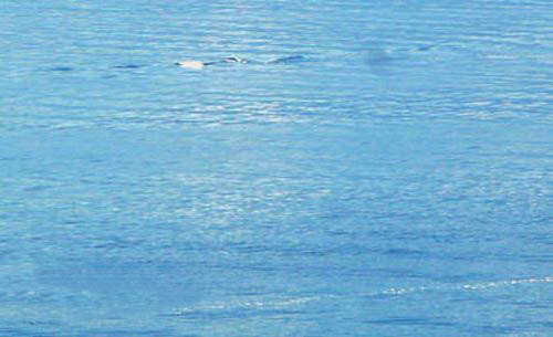 天池水怪再次现身_图揭世界十大神秘水怪之谜(2)