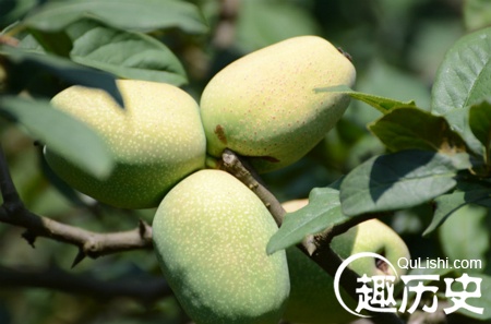 历史解密   生淹水木瓜是糖浸木瓜块,药木瓜是用砂仁,姜末,甘草,豆蔻