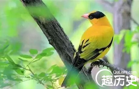 描写鸟的诗句:古诗词里哪些鸟的出镜率比较高